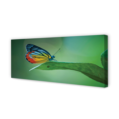 Leinwandbilder farbiges Schmetterling Blatt