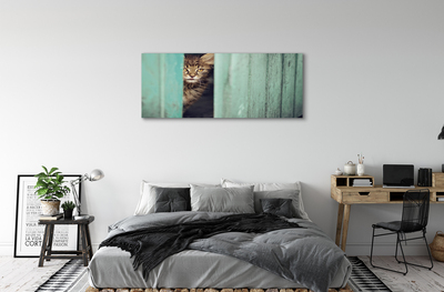 Leinwandbilder Katze Zaglądający