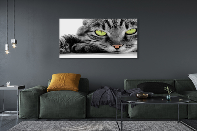 Leinwandbilder grau-schwarze Katze