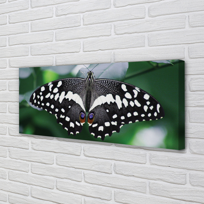 Leinwandbilder Schmetterling bunte Blätter