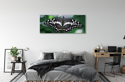Leinwandbilder Schmetterling bunte Blätter