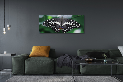 Leinwandbilder Schmetterling bunte Blätter