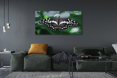 Leinwandbilder Schmetterling bunte Blätter