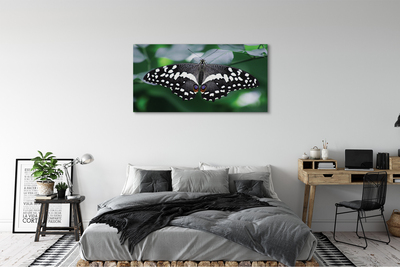 Leinwandbilder Schmetterling bunte Blätter