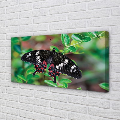 Leinwandbilder Blätter farbiger Schmetterling