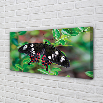 Leinwandbilder Blätter farbiger Schmetterling