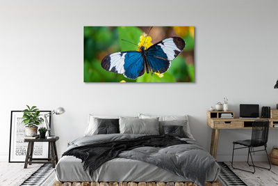 Leinwandbilder bunter Schmetterling auf Blumen