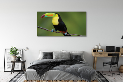 Leinwandbilder Papagei auf einem Zweig gefärbt