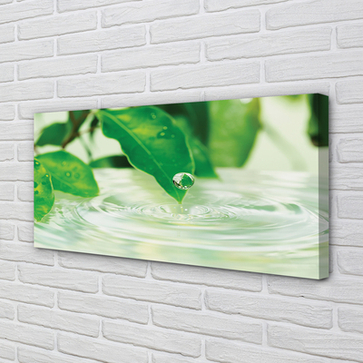 Leinwandbilder Wassertropfen Blätter