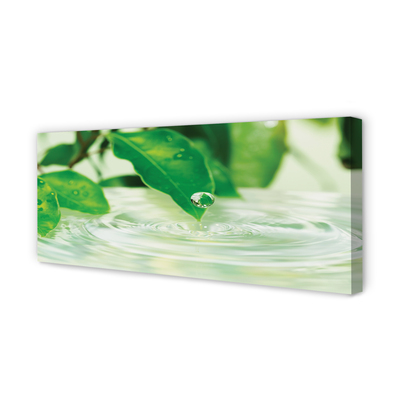 Leinwandbilder Wassertropfen Blätter