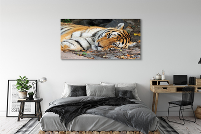 Leinwandbilder liegend Tiger