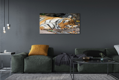 Leinwandbilder liegend Tiger