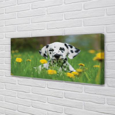 Leinwandbilder Präriehund