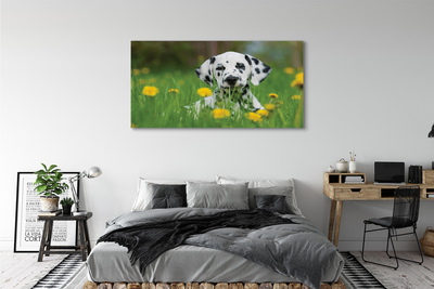 Leinwandbilder Präriehund