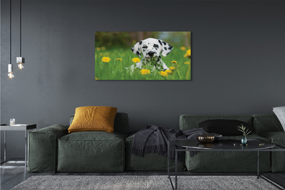 Leinwandbilder Präriehund
