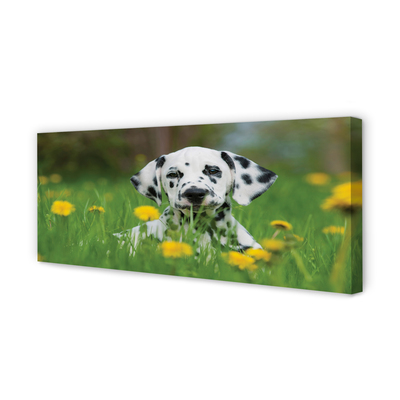 Leinwandbilder Präriehund