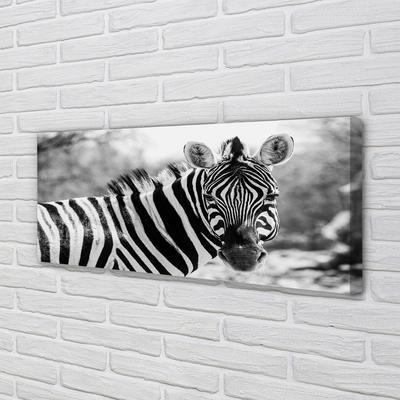 Leinwandbilder Zebra retro