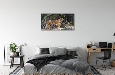 Leinwandbilder Tiger Dschungel