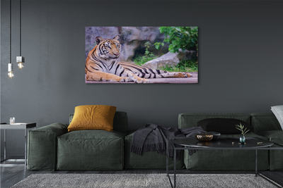 Leinwandbilder Tiger in einem Zoo