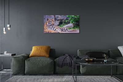 Leinwandbilder Tiger in einem Zoo