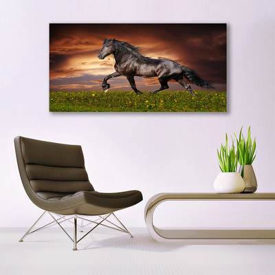 Canvas Kunstdruck Schwarzes Pferd Wiese Tiere