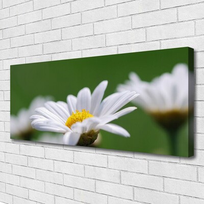 Canvas Kunstdruck Gänseblümchen Pflanzen