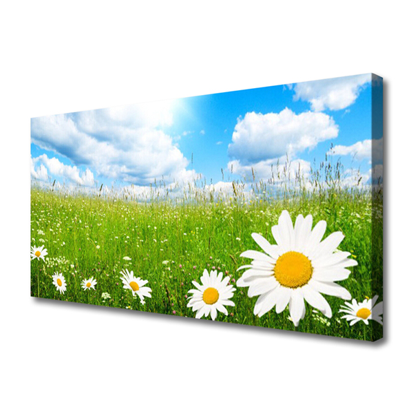 Canvas Kunstdruck Gänseblümchen Gras Natur