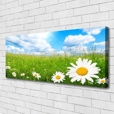 Canvas Kunstdruck Gänseblümchen Gras Natur