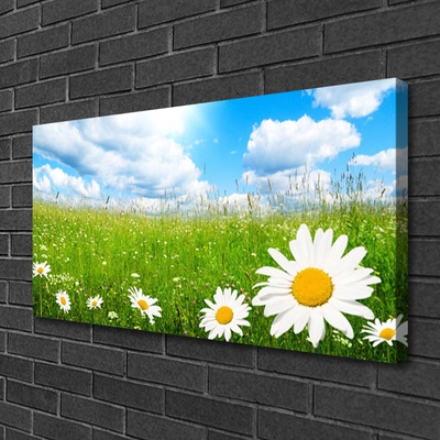 Canvas Kunstdruck Gänseblümchen Gras Natur