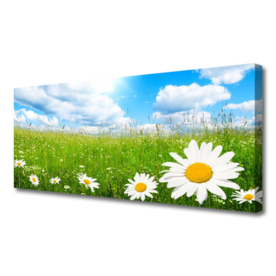 Canvas Kunstdruck Gänseblümchen Gras Natur