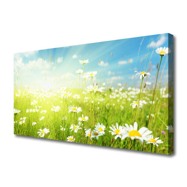 Canvas Kunstdruck Wiese Gänseblümchen Natur