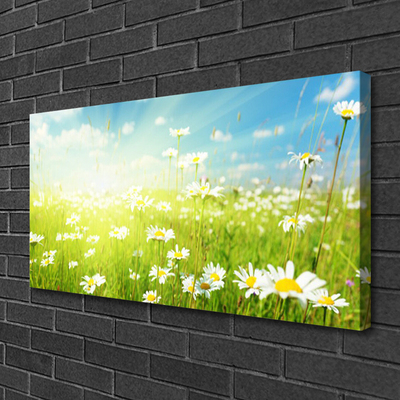 Canvas Kunstdruck Wiese Gänseblümchen Natur