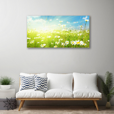 Canvas Kunstdruck Wiese Gänseblümchen Natur