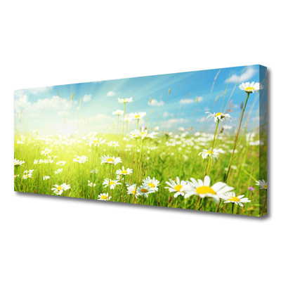 Canvas Kunstdruck Wiese Gänseblümchen Natur