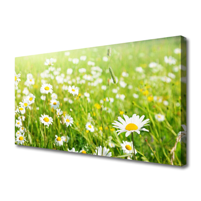 Canvas Kunstdruck Wiese Gänseblümchen Natur