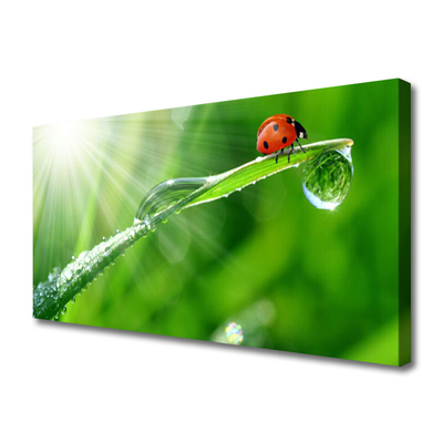Canvas Kunstdruck Gras Sonne Marienkäfer Natur