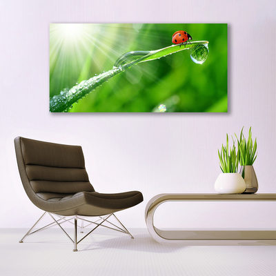 Canvas Kunstdruck Gras Sonne Marienkäfer Natur