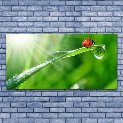 Canvas Kunstdruck Gras Sonne Marienkäfer Natur