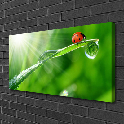 Canvas Kunstdruck Gras Sonne Marienkäfer Natur