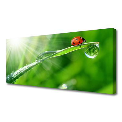 Canvas Kunstdruck Gras Sonne Marienkäfer Natur