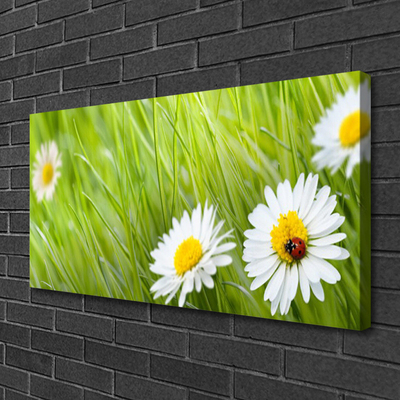 Canvas Kunstdruck Gras Gänseblümchen Natur