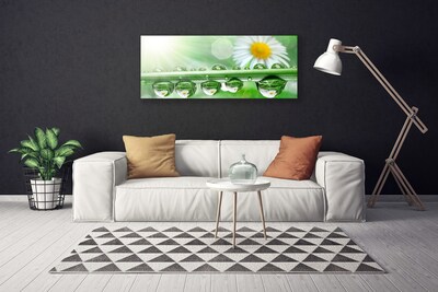 Canvas Kunstdruck Tau Blatt Gänseblümchen Natur