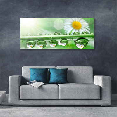 Canvas Kunstdruck Tau Blatt Gänseblümchen Natur