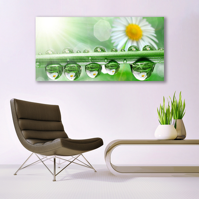 Canvas Kunstdruck Tau Blatt Gänseblümchen Natur