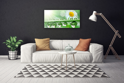 Canvas Kunstdruck Tau Blatt Gänseblümchen Natur