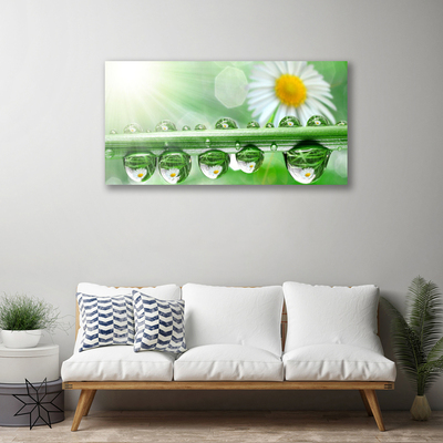 Canvas Kunstdruck Tau Blatt Gänseblümchen Natur