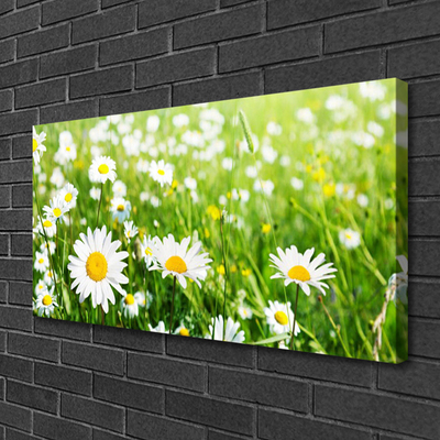 Canvas Kunstdruck Gänseblümchen Pflanzen