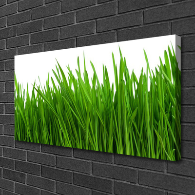 Canvas Kunstdruck Gras Pflanzen