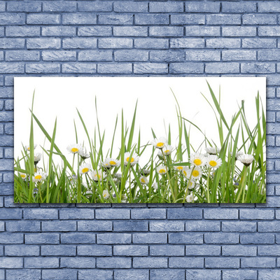 Canvas Kunstdruck Gras Gänseblümchen Natur