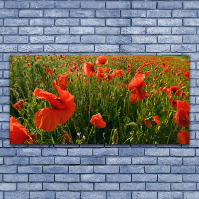 Leinwand-Bilder Mohnblumen Natur